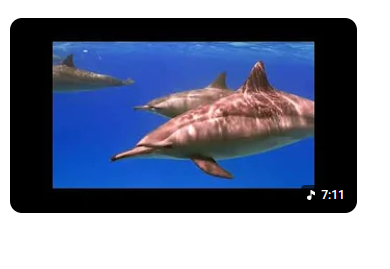 video-image